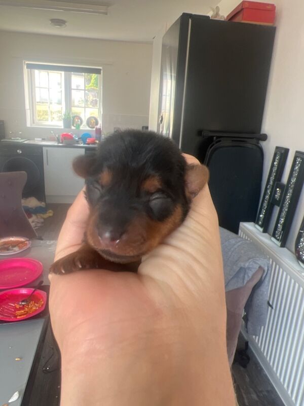 Yorkshire Terrier puppies for sale in Colchester, Essex – 1 week old