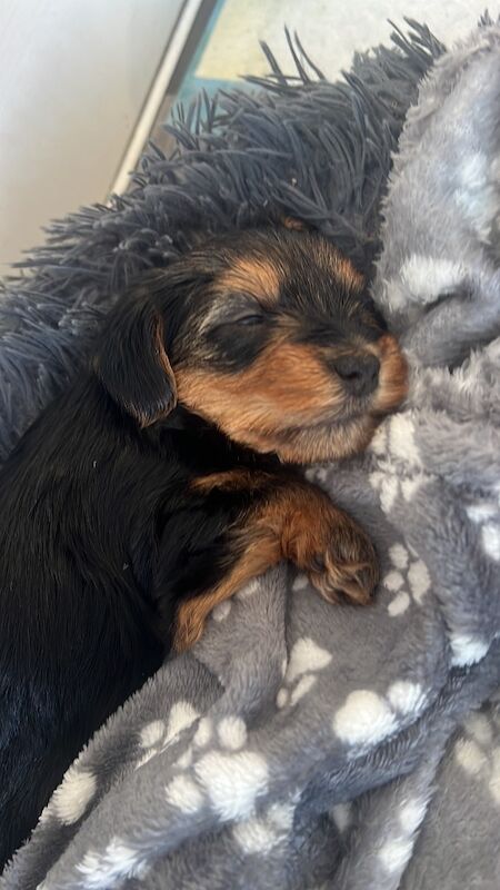 Yorkshire Terrier puppies for sale in Colchester, Essex – 5 weeks old