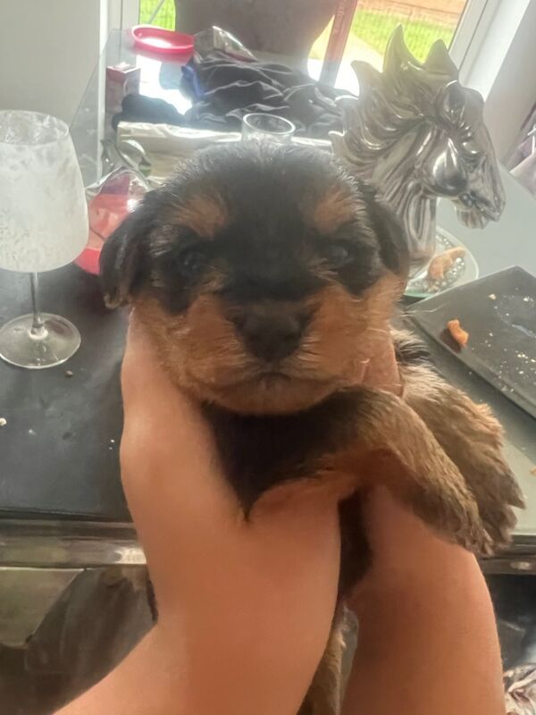 Yorkshire Terrier puppies for sale in Colchester, Essex – 5 weeks old - Image 2 of 12