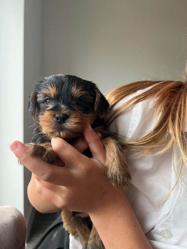 Yorkshire Terrier puppies for sale in Colchester, Essex – 5 weeks old - Image 6 of 12