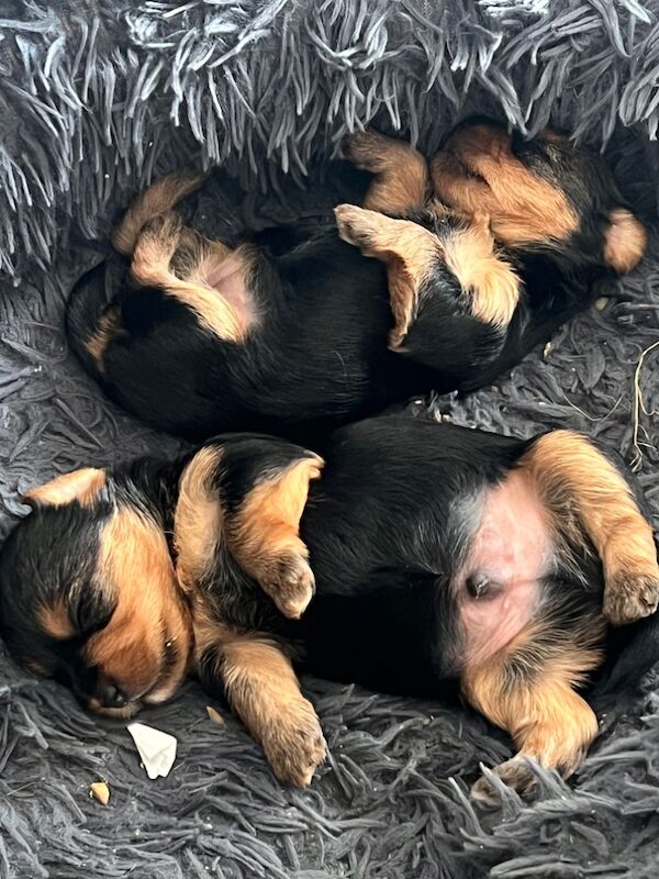 Yorkshire Terrier puppies for sale in Colchester, Essex – 5 weeks old - Image 7 of 12