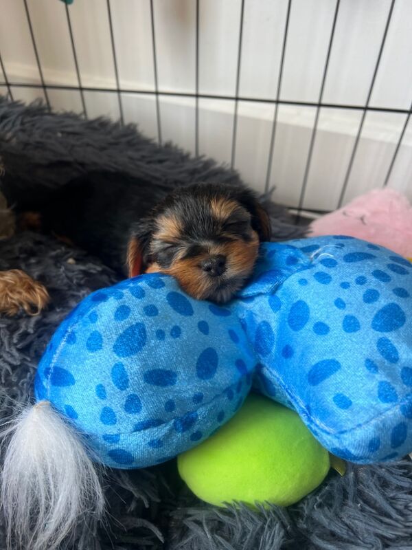 Yorkshire Terrier puppies for sale in Colchester, Essex – 5 weeks old - Image 8 of 12