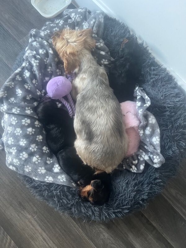 Yorkshire Terrier puppies for sale in Colchester, Essex – 5 weeks old - Image 11 of 12