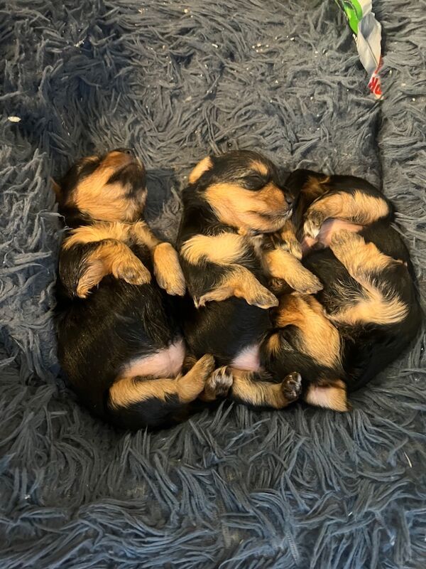 Yorkshire Terrier puppies for sale in Colchester, Essex – 5 weeks old - Image 12 of 12