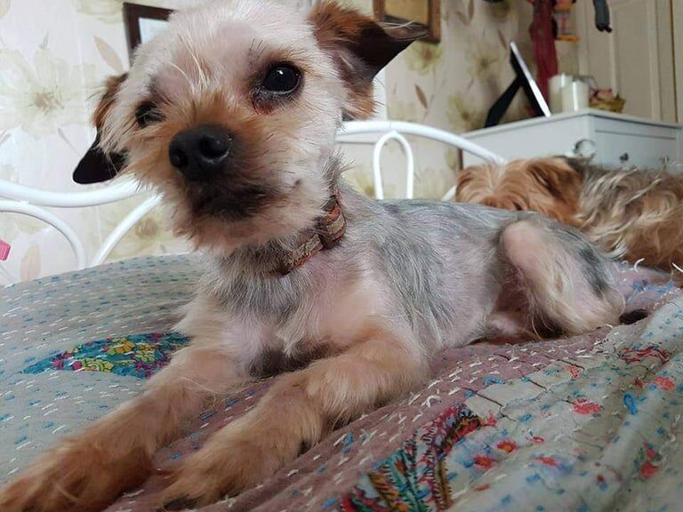 Yorkshire Terrier Puppies for sale in Llangefni, Gwynedd