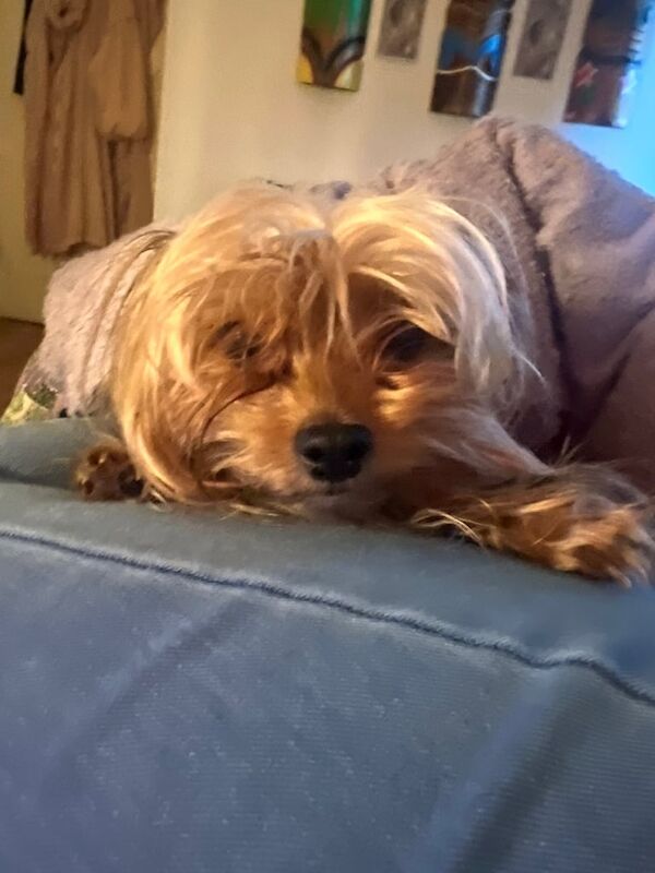 Yorkshire Terrier puppies for sale in Llangefni, Gwynedd – 10 months old - Image 2 of 3