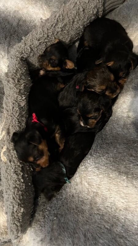 Yorkshire Terrier puppies for sale in Great Yarmouth, Norfolk – 11 months old - Image 1 of 3