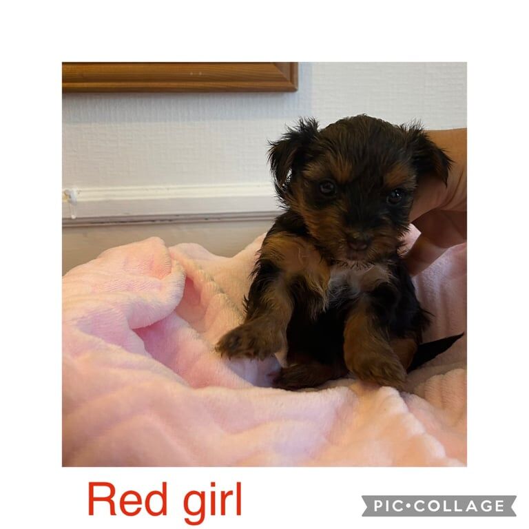 Yorkshire Terrier puppies for sale in Great Yarmouth, Norfolk – 11 months old - Image 2 of 3