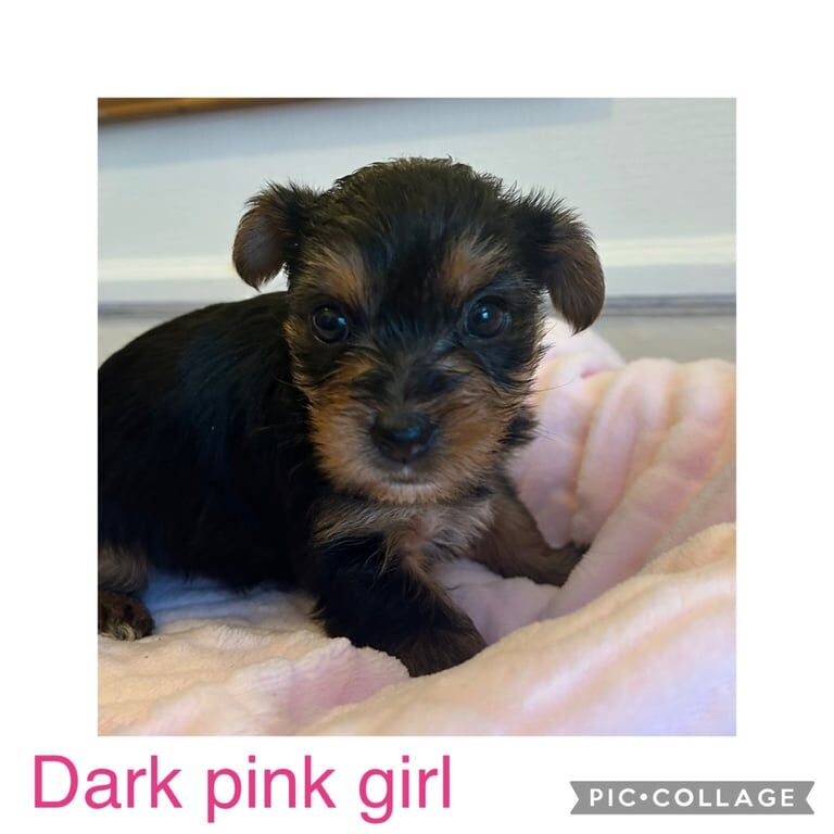 Yorkshire Terrier puppies for sale in Great Yarmouth, Norfolk – 11 months old - Image 3 of 3