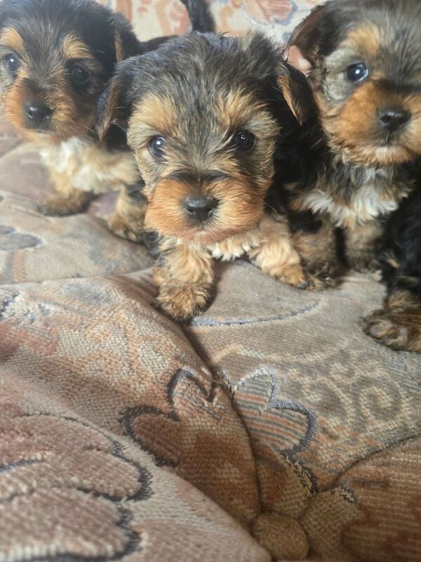 Yorkshire Terrier puppies for sale in South Gyle, City of Edinburgh – 5 months old - Image 1 of 3