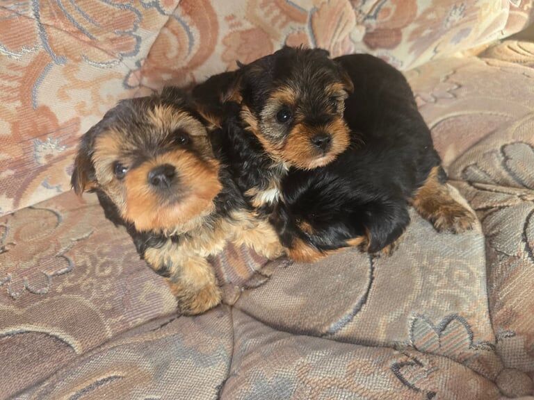Yorkshire terrier puppies for sale in South Gyle, City of Edinburgh - Image 2