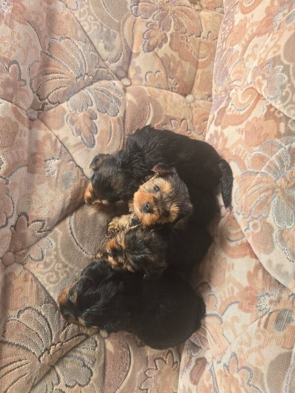Yorkshire terrier puppies for sale in South Gyle, City of Edinburgh - Image 3