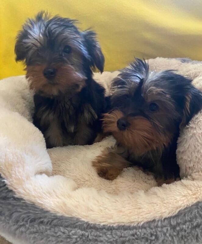 Yorkshire terrier puppies for sale in Croydon, Greater London