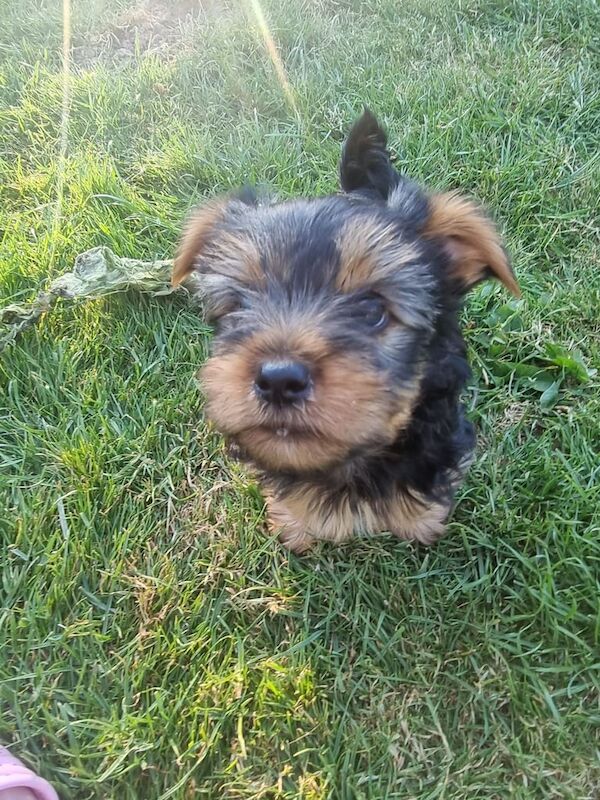 Yorkshire Terrier puppies for sale in Boston, Lincolnshire