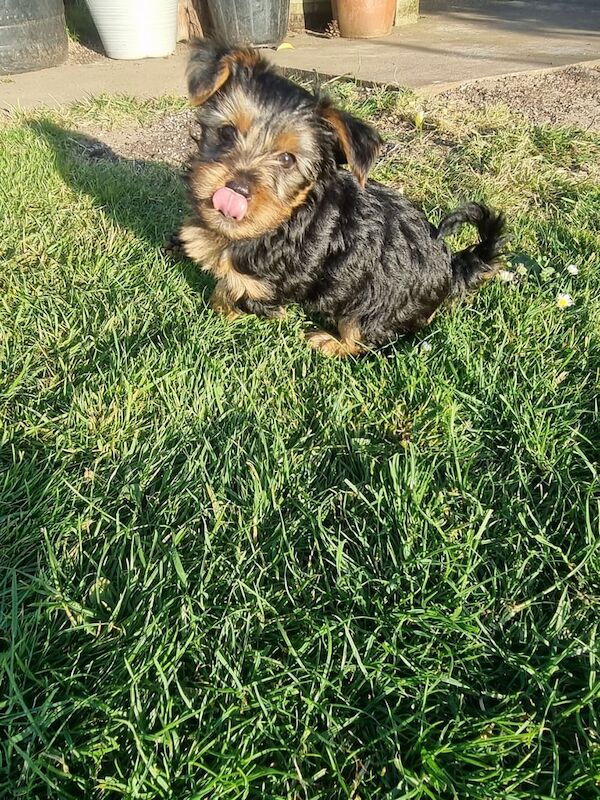 Yorkshire Terrier puppies for sale in Boston, Lincolnshire | Image 2