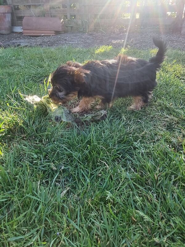 Yorkshire Terrier puppies for sale in Boston, Lincolnshire | Image 3