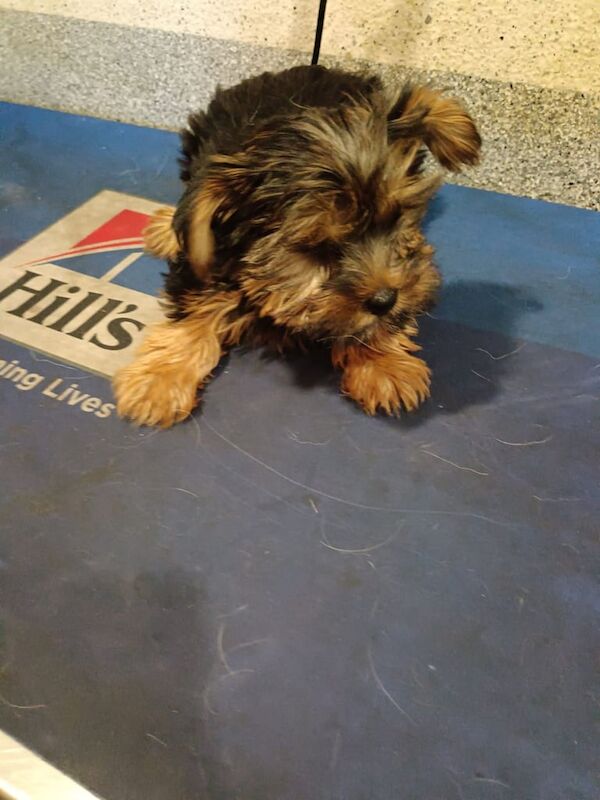 Yorkshire Terrier Puppies for sale in Portadown, County Armagh