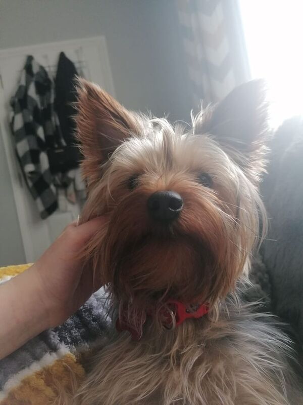 Yorkshire Terrier puppies for sale in Portadown, County Armagh – KC registered, 11 months old - Image 2 of 3