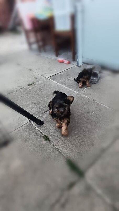 Yorkshire Terrier puppies for sale in Portadown, County Armagh – KC registered, 11 months old - Image 3 of 3