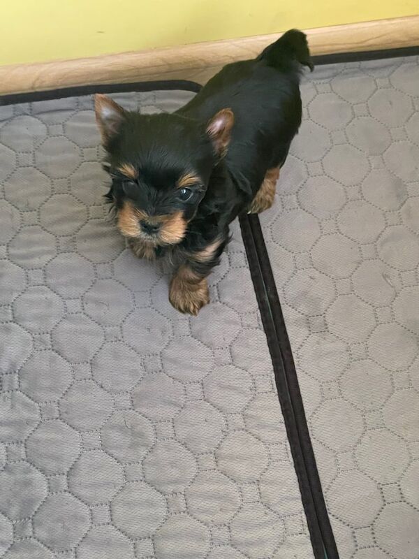 Yorkshire Terrier Puppies for sale in Retford, Nottinghamshire