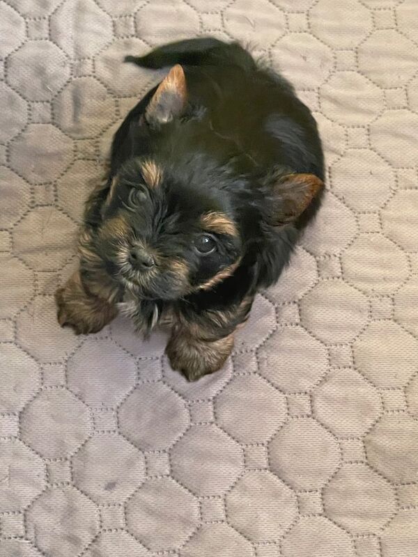 Yorkshire Terrier Puppies for sale in Retford, Nottinghamshire - Image 2