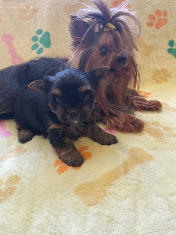 Yorkshire Terrier Puppies for sale in Retford, Nottinghamshire - Image 3