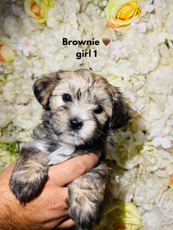 Yorkshire Terrier Puppies for sale in Wednesbury, West Midlands