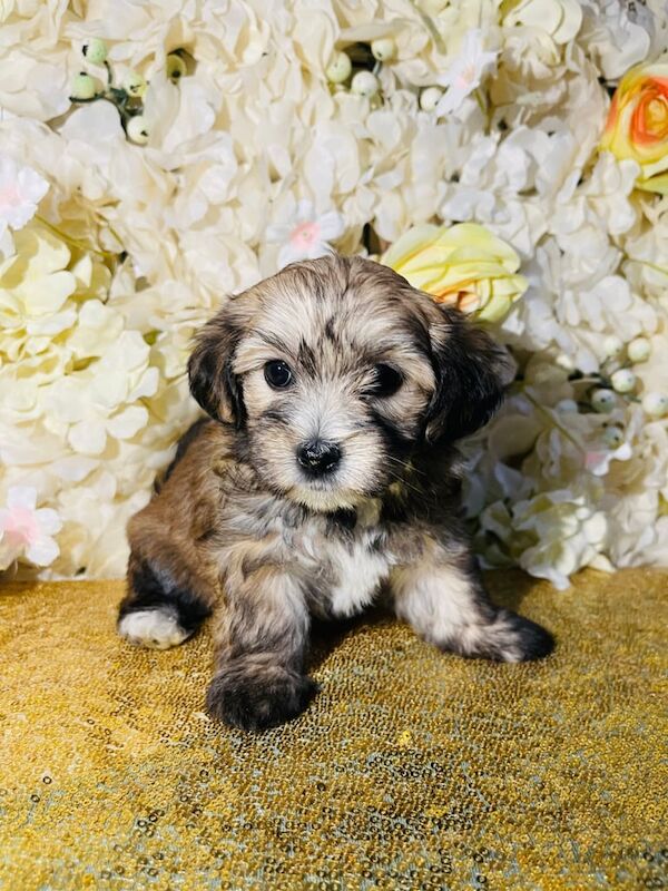 Yorkshire Terrier Puppies for sale in Wednesbury, West Midlands | Image 2