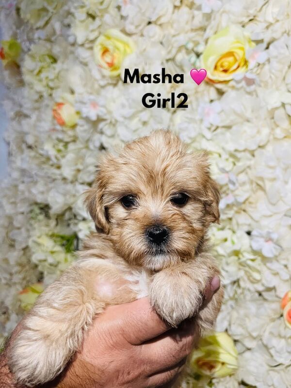 Yorkshire Terrier Puppies for sale in Wednesbury, West Midlands | Image 3