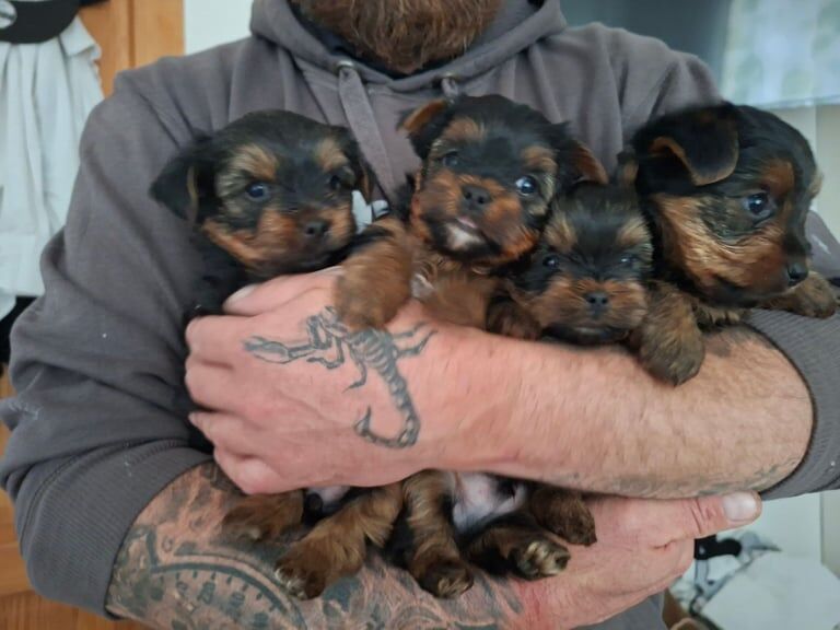 Yorkshire Terrier puppies for sale in Peterborough, Cambridgeshire – 9 weeks old