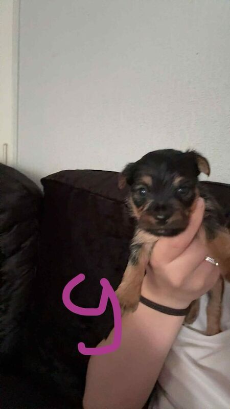 Yorkshire Terrier puppies for sale in Sandwell, West Midlands – 5 weeks old
