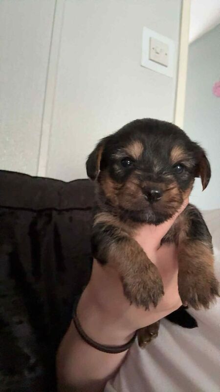 Yorkshire Terrier puppies for sale in Sandwell, West Midlands – 5 weeks old - Image 2 of 3