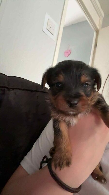 Yorkshire Terrier puppies for sale in Sandwell, West Midlands – 5 weeks old - Image 3 of 3