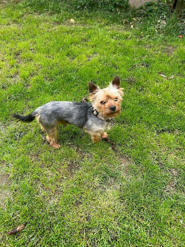 Yorkshire Terrier puppies for sale in Wellingborough, Northamptonshire – 10 weeks old