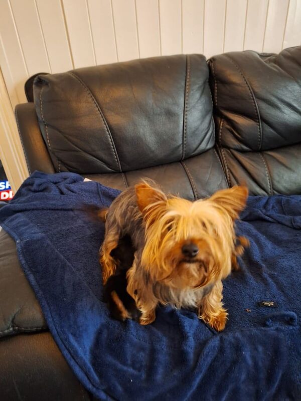 Yorkshire Terrier puppies for sale in Wellingborough, Northamptonshire – 10 weeks old - Image 2 of 3