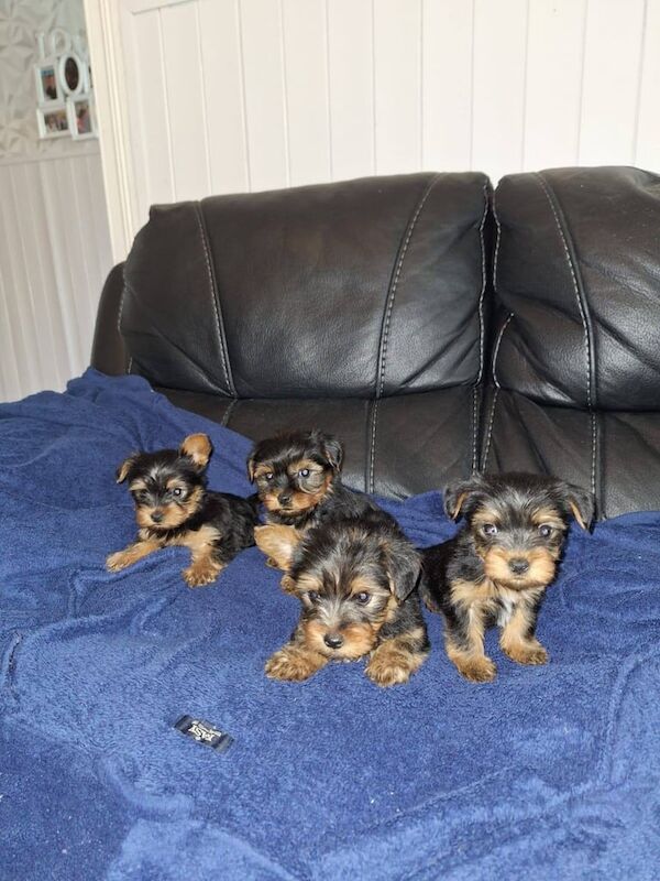 Yorkshire Terrier puppies for sale in Wellingborough, Northamptonshire – 10 weeks old - Image 3 of 3