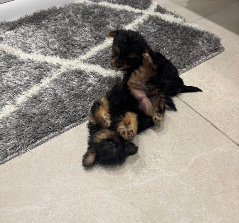 Yorkshire Terrier puppies for sale in Romford, Greater London – 8 weeks old