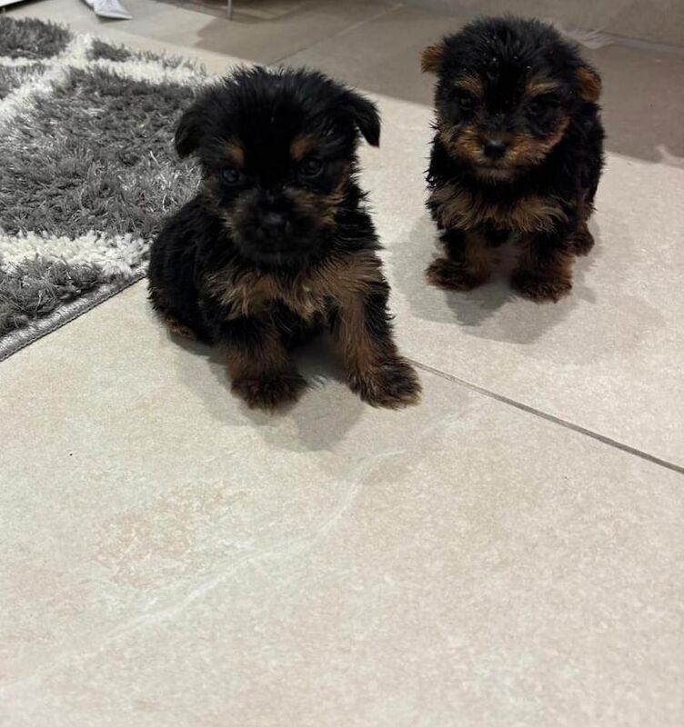 Yorkshire Terrier puppies for sale in Romford, Greater London – 8 weeks old - Image 2 of 3