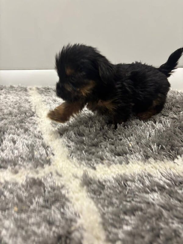 Yorkshire Terrier puppies for sale in Romford, Greater London – 8 weeks old - Image 3 of 3