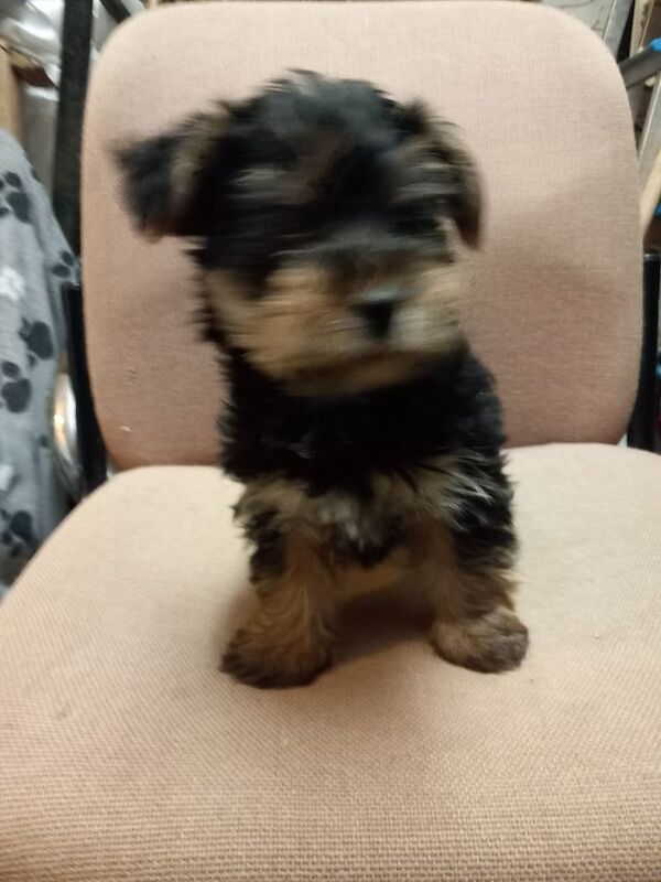 Yorkshire Terrier puppies for sale in Templepatrick, County Antrim β 9 weeks old