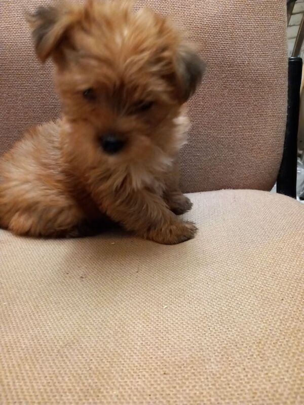 Yorkshire Terrier puppies for sale in Templepatrick, County Antrim – 9 weeks old - Image 2 of 3