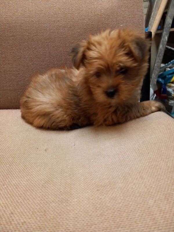 Yorkshire Terrier puppies for sale in Templepatrick, County Antrim – 9 weeks old - Image 3 of 3