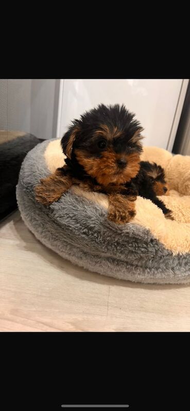Yorkshire Terrier puppies for sale in Mitcham, Greater London – 9 weeks old