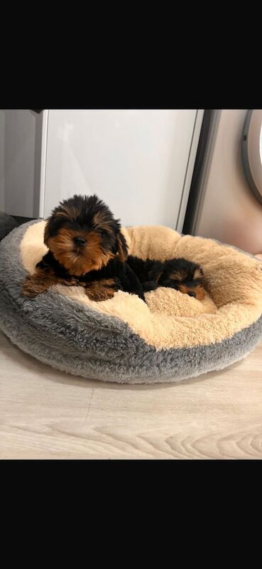 Yorkshire Terrier puppies for sale in Mitcham, Greater London – 9 weeks old - Image 2 of 3