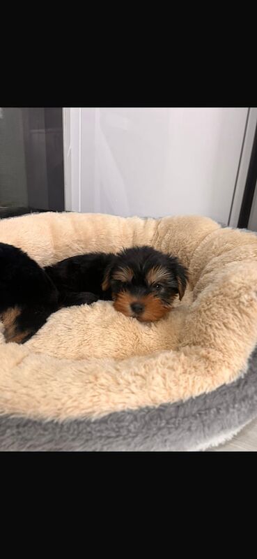 Yorkshire Terrier puppies for sale in Mitcham, Greater London – 9 weeks old - Image 3 of 3