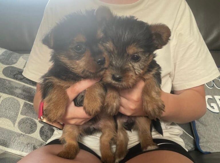 Yorkshire Terrier puppies for sale in Cookstown, County Tyrone – 8 weeks old - Image 2 of 3