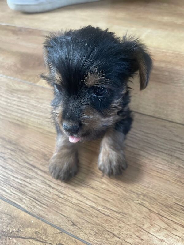 Yorkshire Terrier puppies for sale in Cookstown, County Tyrone – 8 weeks old - Image 3 of 3