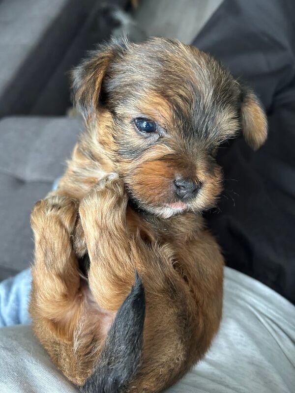 Yorkshire Terrier puppies for sale in Bradford, West Yorkshire – 5 weeks old