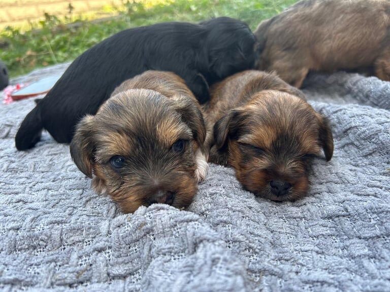 Yorkshire Terrier puppies for sale in Bradford, West Yorkshire – 5 weeks old - Image 2 of 3