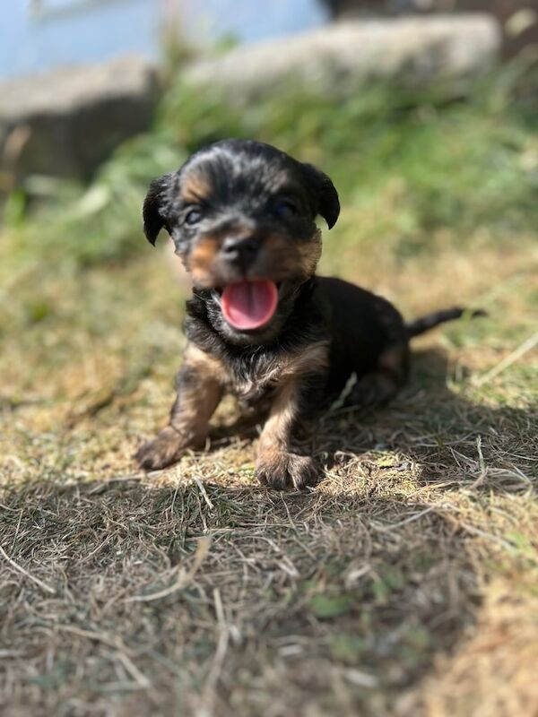 Yorkshire Terrier puppies for sale in Bradford, West Yorkshire – 5 weeks old - Image 3 of 3
